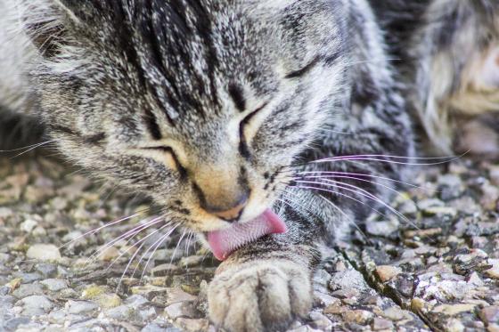 ¿Por qué mi gato vomita bolas de pelo?