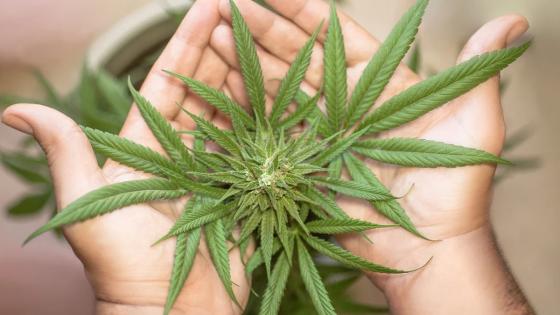 Marihuana Marihuana