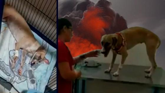 perrita valiente sobrevive Barrancabermeja perrita valiente sobrevive Barrancabermeja