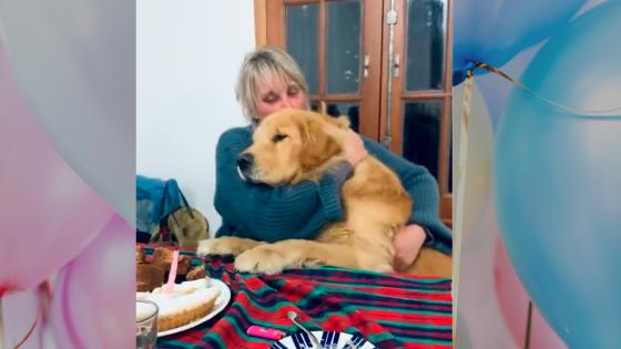 Perro fiesta de cumpleaños Perro fiesta de cumpleaños