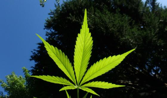 Marihuana Marihuana