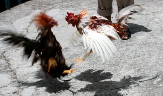 Peleas de gallos