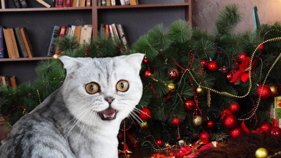 Gatos y árbol de navidad