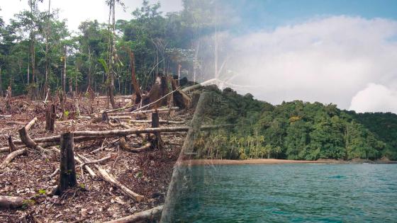 Deforestación Deforestación