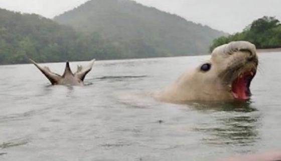 elefante marino tola nariño 