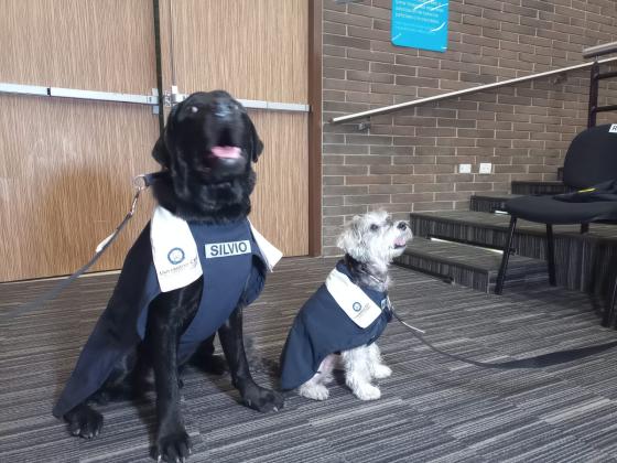 Perros de asistencia graduados