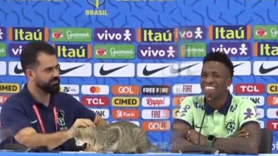 Gato Brasil