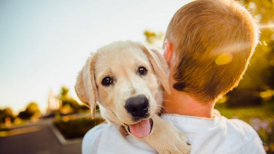Perros Perros