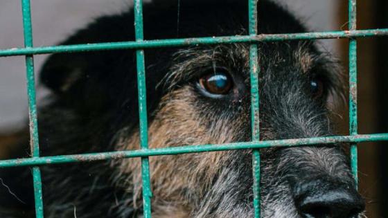 maltrato animal antioquia chocó noticias Fiscalía Colombia maltrato animal antioquia chocó noticias Fiscalía Colombia