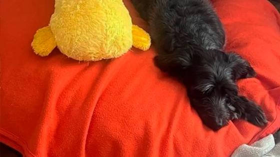 Resistencia Perrita Lula da Silva noticias Brasil Resistencia Perrita Lula da Silva noticias Brasil