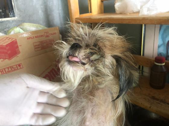 cachorros rescatados mal estado de salud noticias Medellín 
