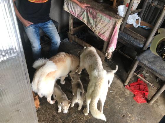 huskie desnutridos rescatados Medellín 