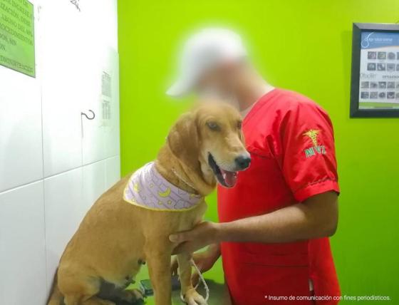 Maya perrita genitales amarrados con alambre Maya perrita genitales amarrados con alambre