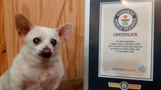 perro-mas-viejo-del-mundo perro-mas-viejo-del-mundo