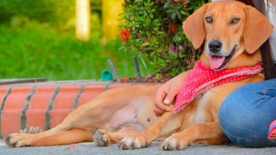 Maya perrita amarraron genitales noticias Colombia Antioquia Maya perrita amarraron genitales noticias Colombia Antioquia