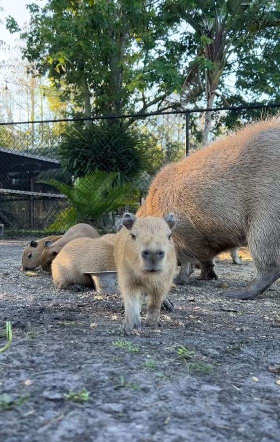 Animales tiernos que sobresalen en Instagram