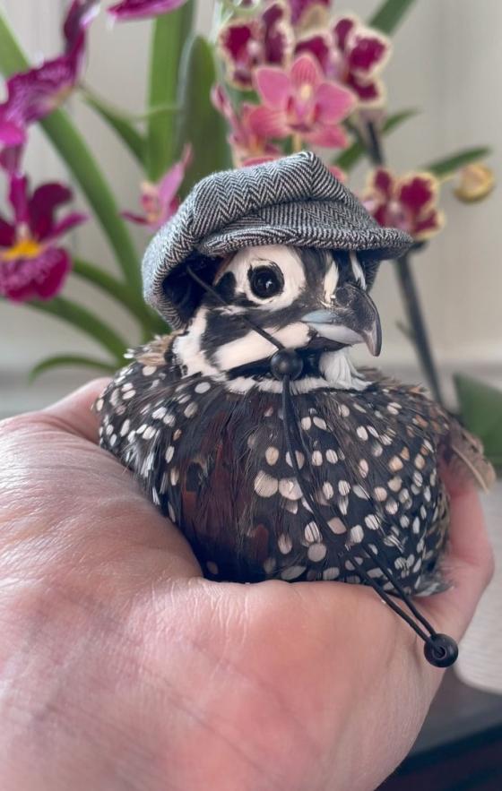 Animales tiernos que sobresalen en Instagram Animales tiernos que sobresalen en Instagram