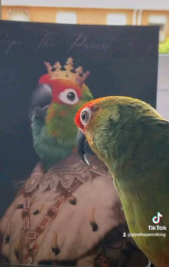 Animales tiernos que sobresalen en Instagram Animales tiernos que sobresalen en Instagram