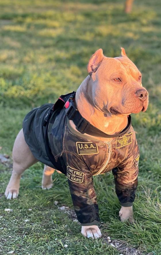 Animales tiernos que sobresalen en Instagram Animales tiernos que sobresalen en Instagram