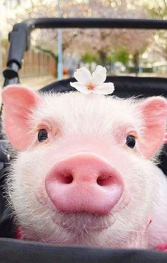 Animales tiernos que sobresalen en Instagram Animales tiernos que sobresalen en Instagram