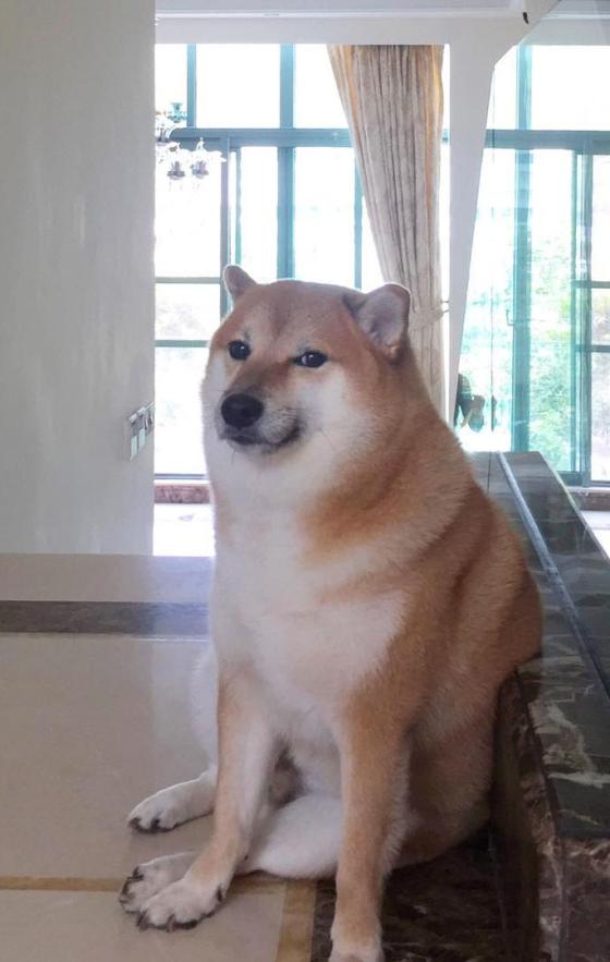 Animales tiernos que sobresalen en Instagram Animales tiernos que sobresalen en Instagram