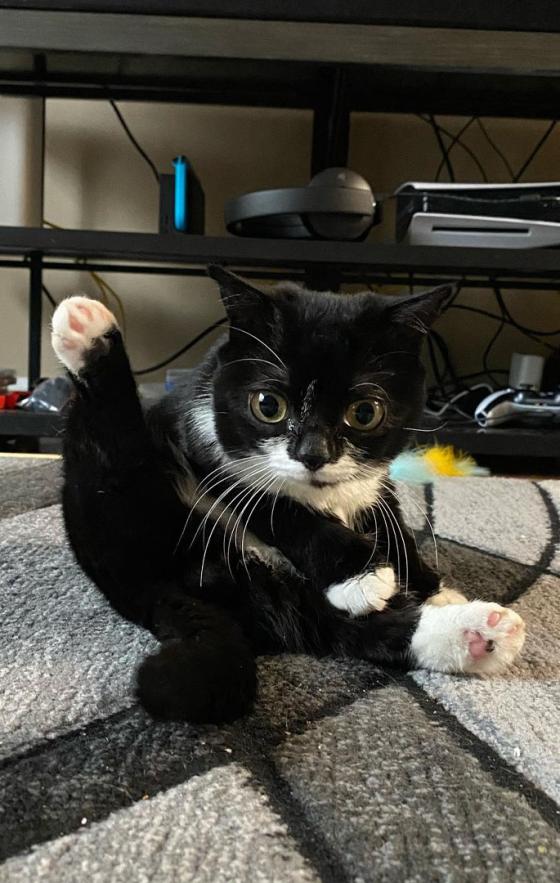 Animales tiernos que sobresalen en Instagram Animales tiernos que sobresalen en Instagram