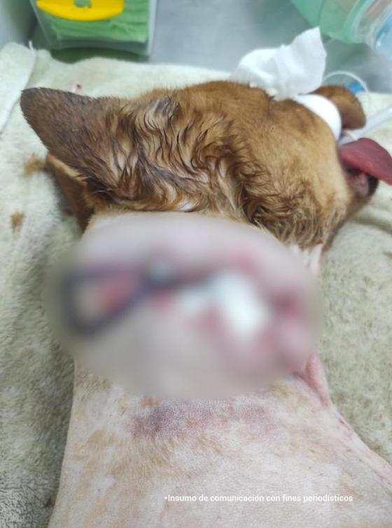 atacan perro pulidora Antioquia atacan perro pulidora Antioquia