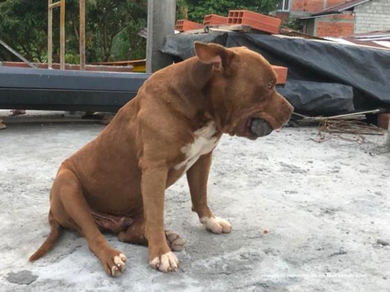 canelo perro atropellado