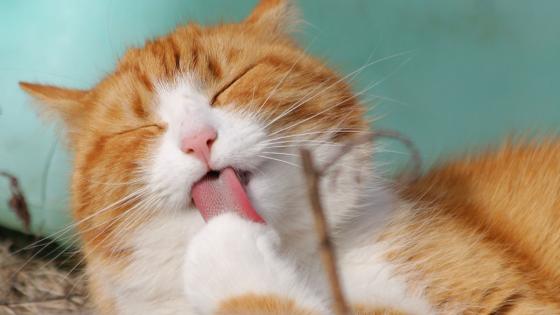 Día Internacional del Gato Día Internacional del Gato