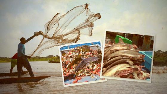 Pesca indiscriminada en el Caribe colombiano Pesca Indiscriminada