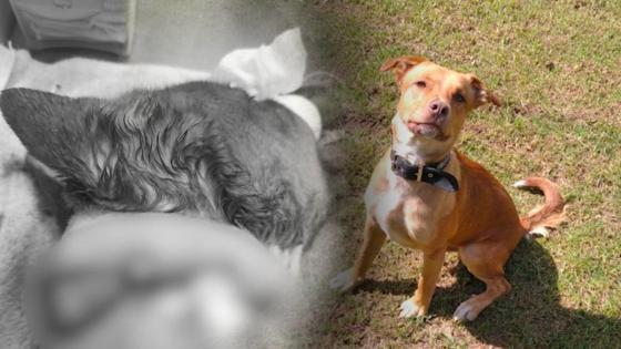 perro atacado pulidora condena que recibió hombre perro atacado pulidora condena que recibió hombre