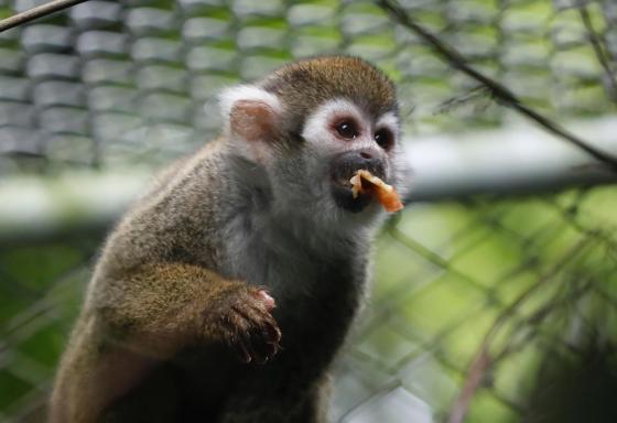 Monos rescatados en Cali Colombia