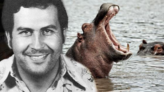 hipopotamos Pablo Escobar Antioquia hipopotamos Pablo Escobar Antioquia