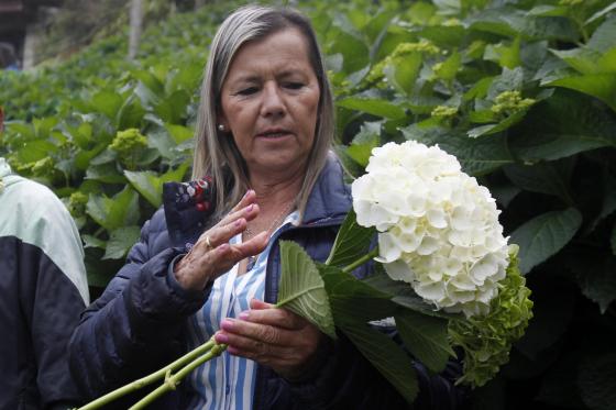 Hortensias de una floricultora colombiana abren paso en mercado internacional