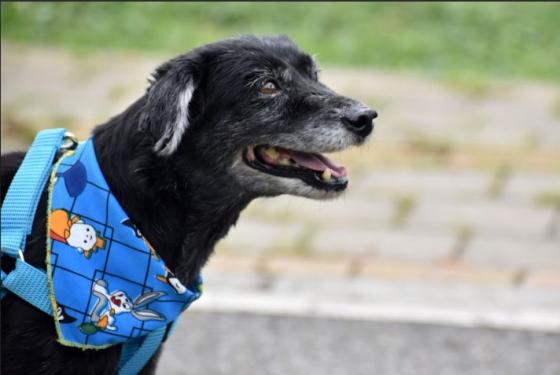 lenon perro la perla Medellín noticias adopción doce años lenon perro la perla Medellín noticias adopción doce años