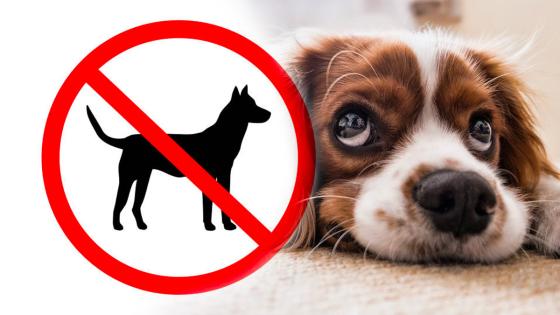 Tenencia de mascotas en vivienda arrendada Tenencia de mascotas en vivienda arrendada