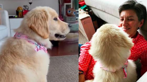 Dulce, la nueva mascota de Claudia López Dulce, la nueva mascota de Claudia López