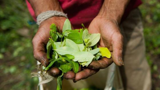 ONU alerta sobre la producción de cocaína en el mundo