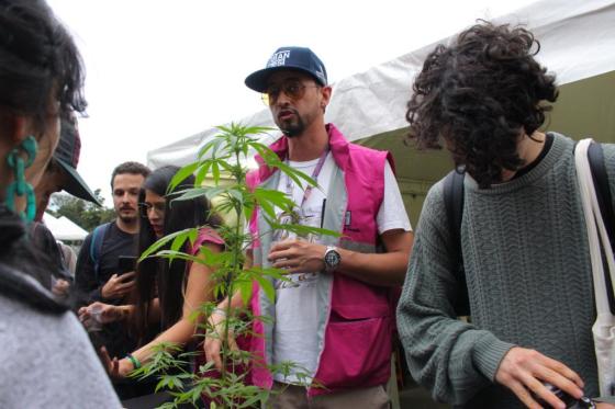 consumo de marihuana autocultivo Medellín noticias consumo de marihuana autocultivo Medellín noticias