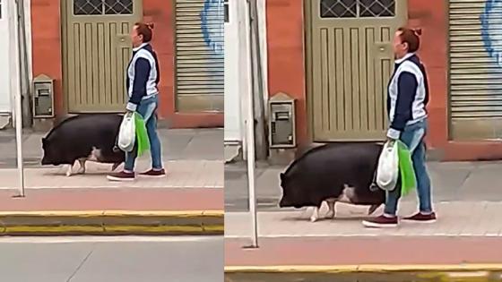 Marrano Marrano