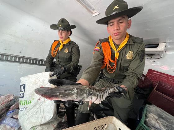 bagre incautado 300 kilos noticias Medellín bagre incautado 300 kilos noticias Medellín