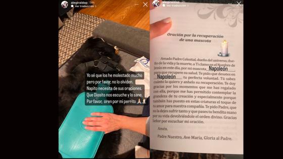 Salud de mascota Alejandra Giraldo Salud de mascota Alejandra Giraldo