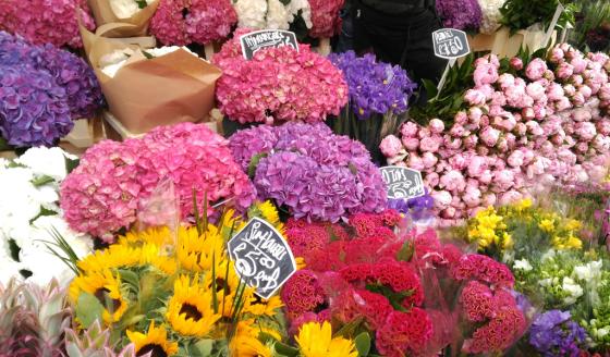 asocolflores exportación de flores asocolflores exportación de flores