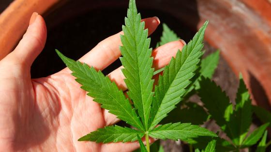 4:20: ¿Por qué se celebra Día Internacional de la Marihuana? 4:20: ¿Por qué se celebra Día Internacional de la Marihuana?