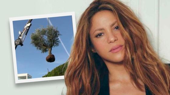 Shakira se lleva un árbol dde Barcelona a Miami Shakira se lleva un árbol dde Barcelona a Miami