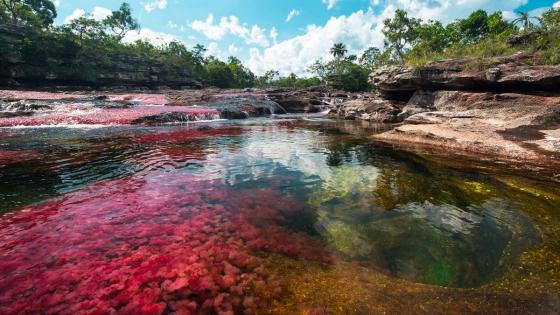 Caño Cristales Caño Cristales