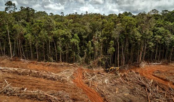 deforestacion antioquia 