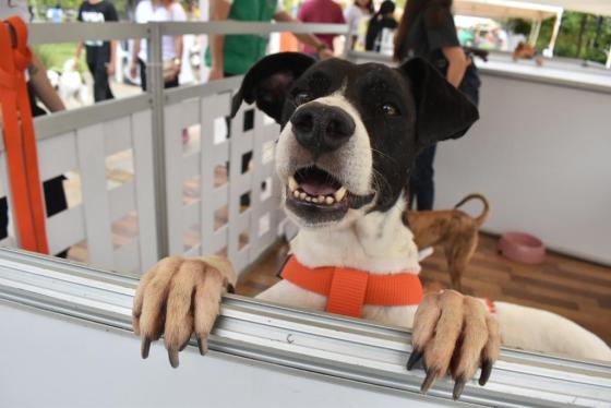 Feria adopción animal Medellín La Perla Feria adopción animal Medellín La Perla