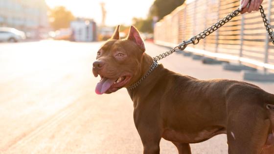 Pitbull Pitbull
