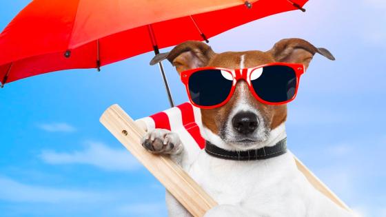 cuidado-mascotas-del-sol cuidado-mascotas-del-sol